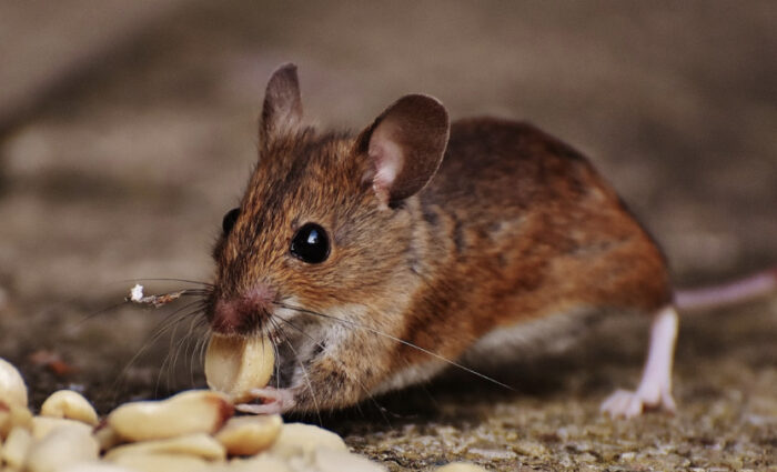 mouse eating