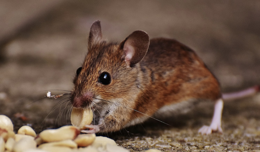 mouse eating